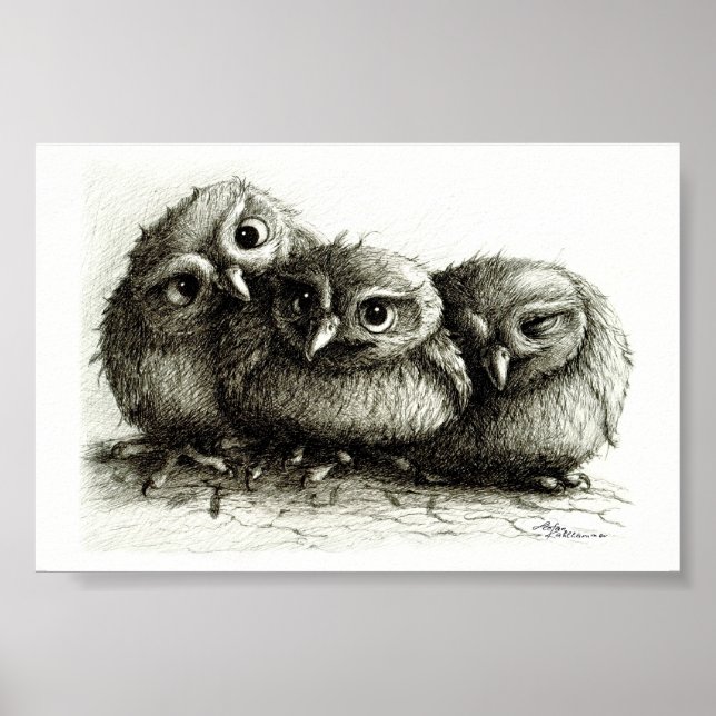 Poster Trois jeunes chouettes amusantes, des beaux-arts d (Devant)