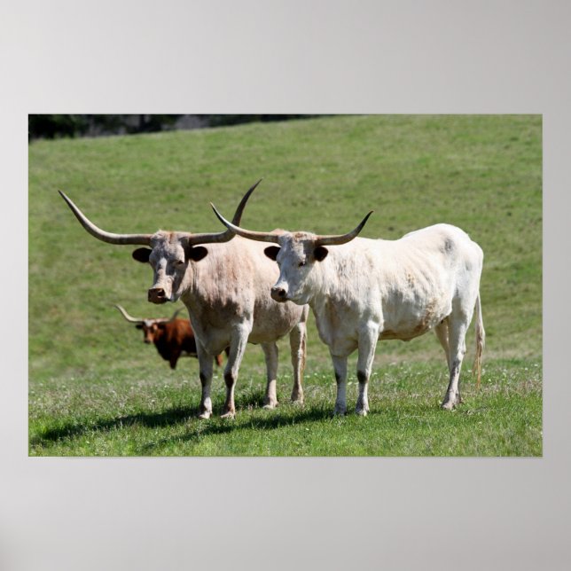 Poster Trois Longhorns du Texas (Devant)