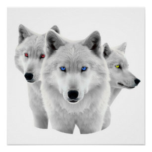 Poster Trois Loups blancs