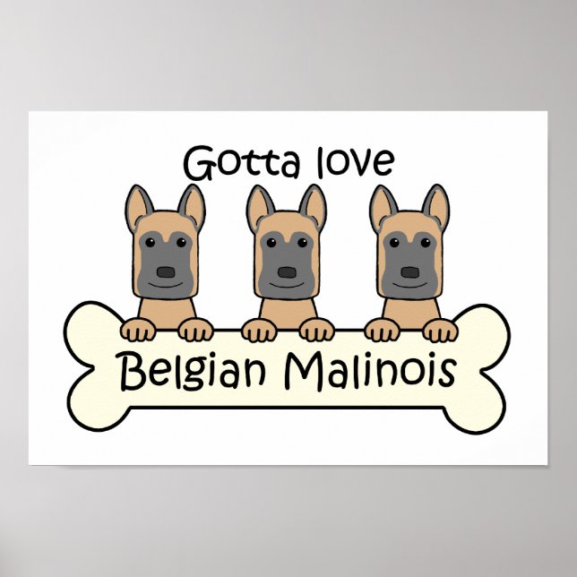Poster Trois Malinois belges (Devant)