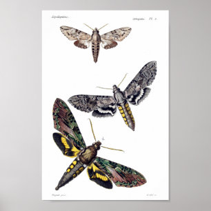Poster Trois mites de sphinx