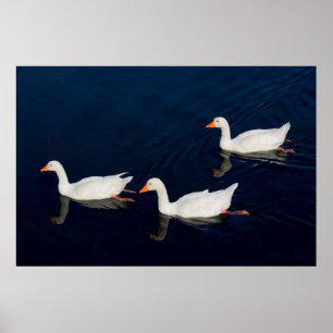 Poster Trois oies d'Emden