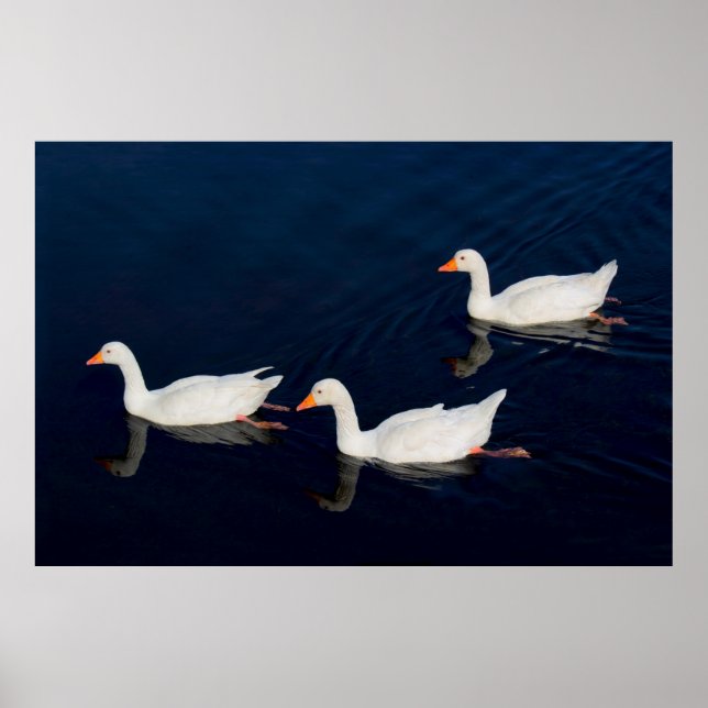Poster Trois oies d'Emden (Devant)