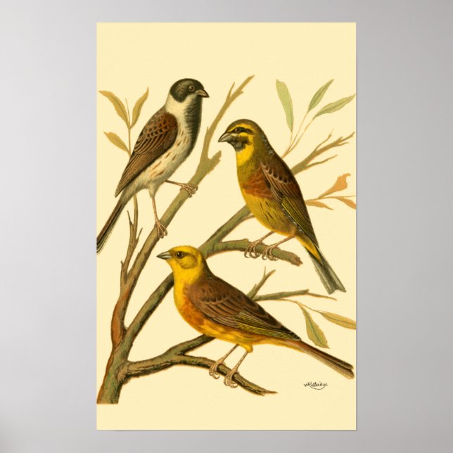 Poster Trois oiseaux domestiques perchés sur une branche (Devant)