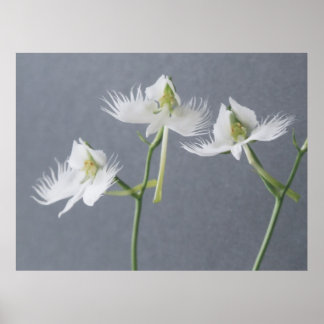 Poster Trois orchidées d'aigrettes blanches