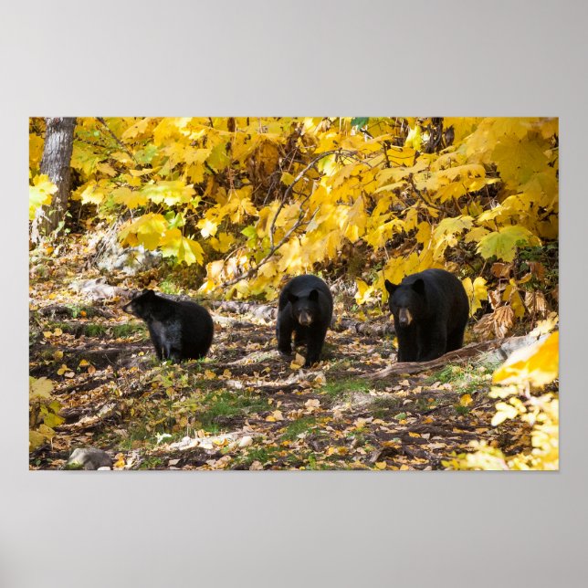 Poster Trois ours (Devant)