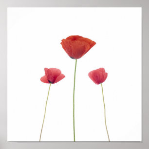Poster Trois pavots