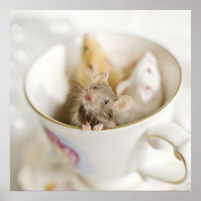 Poster Trois petites souris (Devant)