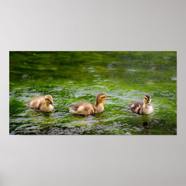 Poster Trois petits canards (Devant)