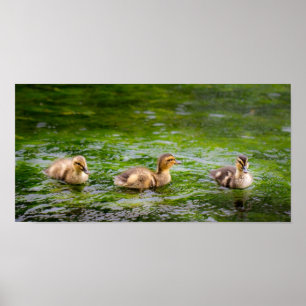 Poster Trois petits canards de canetons
