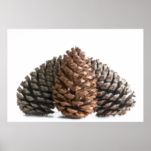Poster Trois pinecones