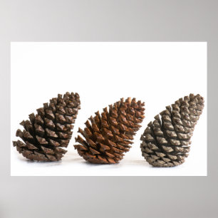 Poster Trois pinecones
