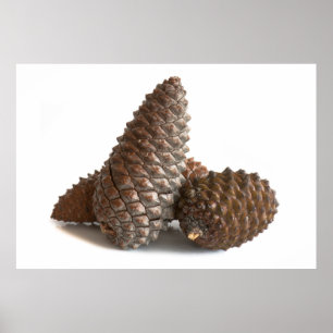 Poster Trois pinecones