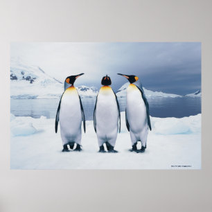 Poster Trois pingouins royaux