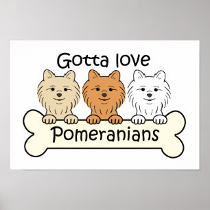 Poster Trois Poméraniens