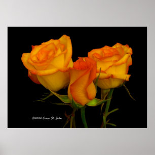 Poster Trois roses de Firey