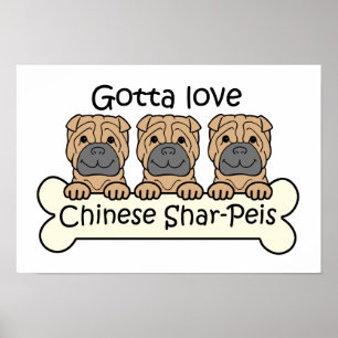 Poster Trois Shar-Peis chinois