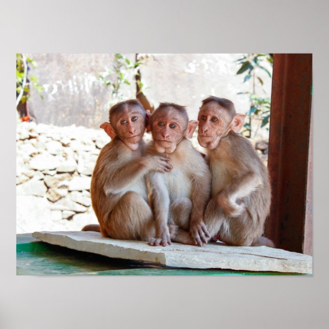 Poster Trois singes Ensemble Faune (Devant)