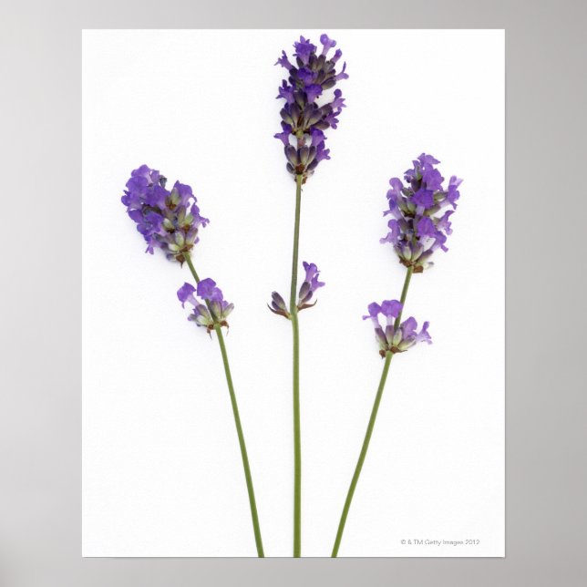 Poster Trois tiges de fleurs de lavande violette anglaise (Devant)