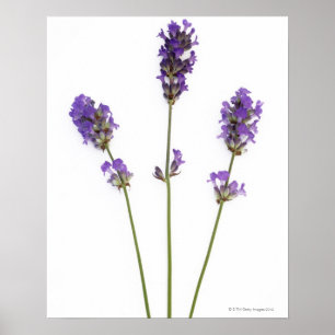 Poster Trois tiges des fleurs pourpres anglaises de