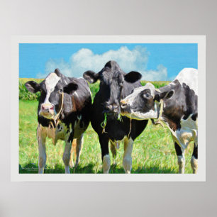 Poster Trois vaches du Holstein