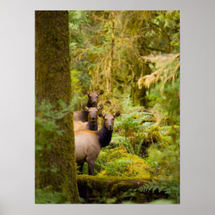 Poster Trois vaches élans de Roosevelt regardant la vue