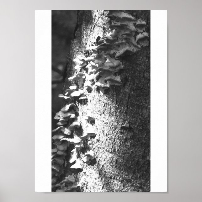 Poster tronc (Devant)