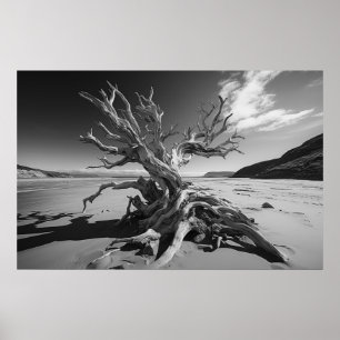 Poster Tronc d'arbre en bois de chaudière photo B&W