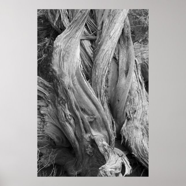 Poster Tronc Juniper (Devant)