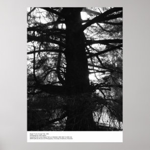 Poster Tronc simple de grand Tree, 1963, par Ansel Adams