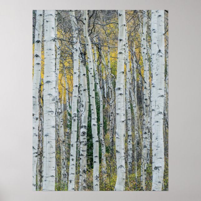 Poster Troncs d'arbre d'Aspen | Aspen, Colorado (Devant)