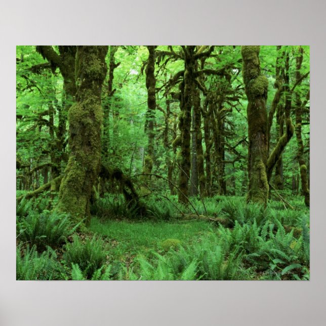 Poster Troncs d'arbres et fougères sur le plancher forest (Devant)