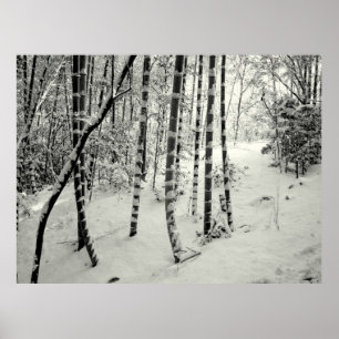 Poster Troncs en bambou dans la neige