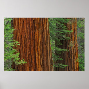 Poster Troncs géants de Sequoia en forêt, Yosemite