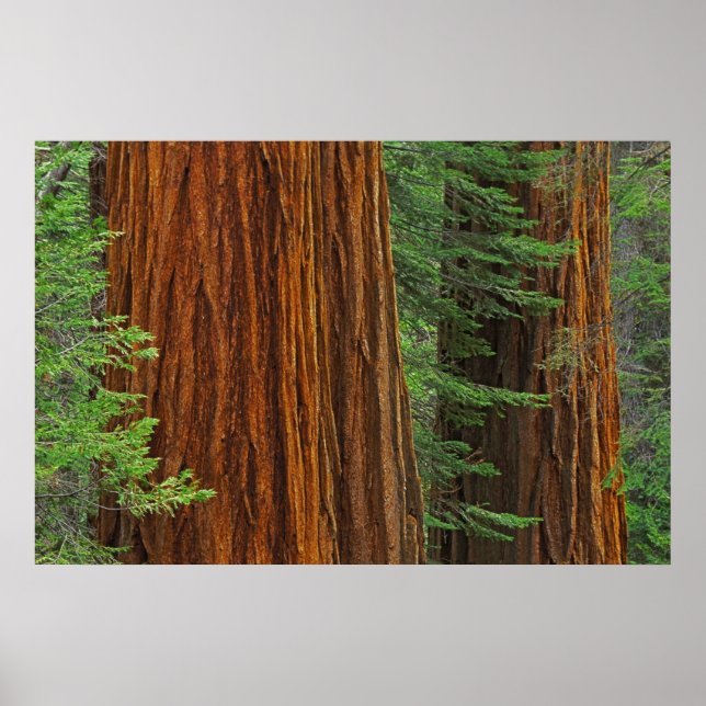 Poster Troncs géants de Sequoia en forêt, Yosemite (Devant)