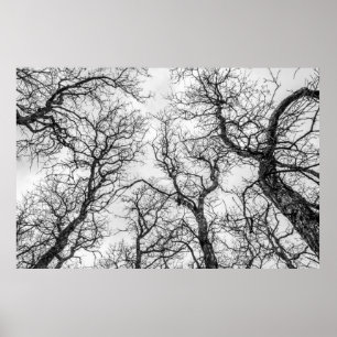 Poster Trop de Crooked, Bare Trees