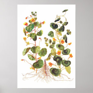 Poster Tropaeolum majus