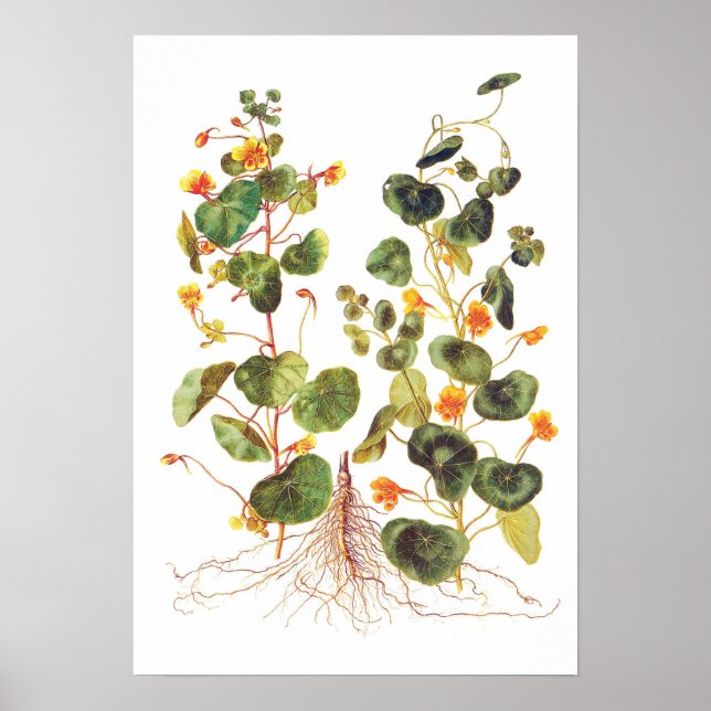 Poster Tropaeolum majus (Devant)