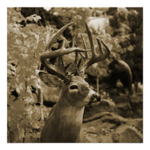 Poster Trophée Deer