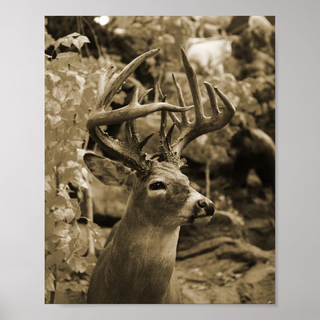 Poster Trophée Deer (Devant)