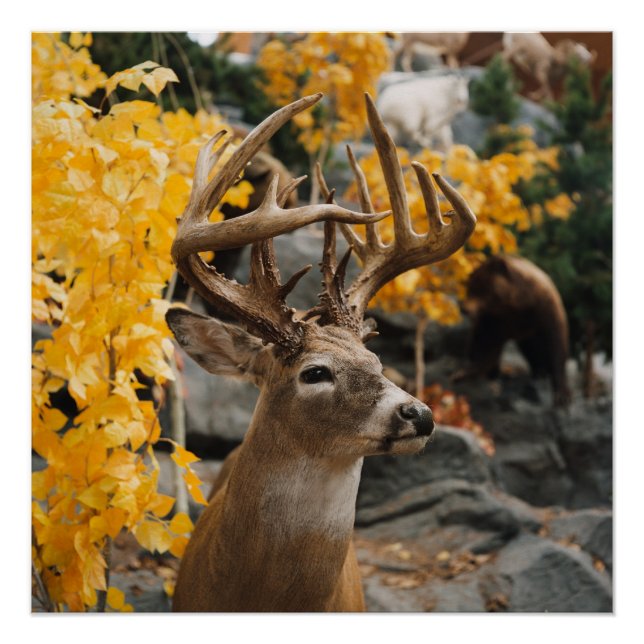 Poster Trophée Deer (Devant)