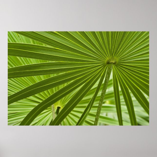 Poster Tropical (Devant)