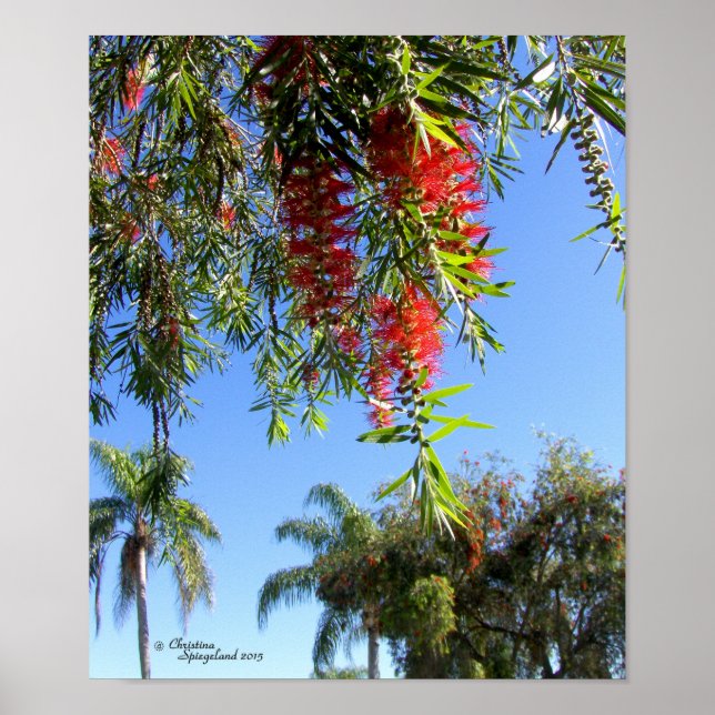 Poster Tropical de l'arbre à pinceau rouge (Devant)