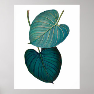 Poster Tropical exotique feuilles philodendron