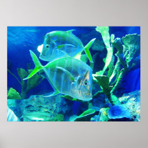Poster Tropical Fish in Beautiful Blues and Greens