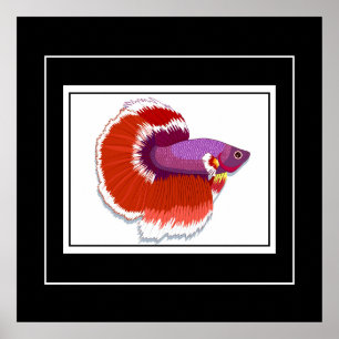 Poster-Tropical Fish Poster