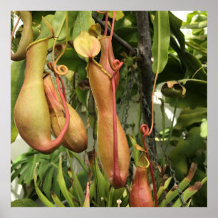 Poster Tropical Pitcher Plant