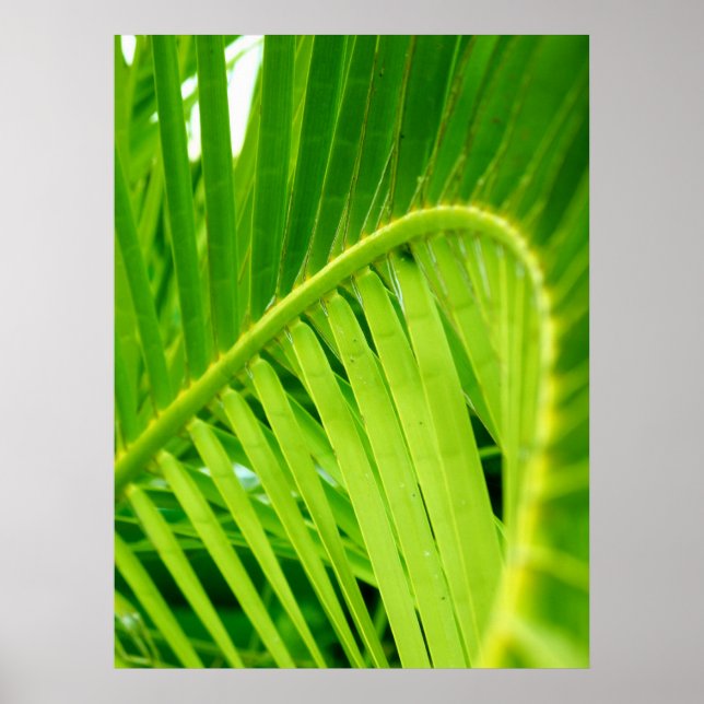Poster (Tropical Twirl) (Devant)