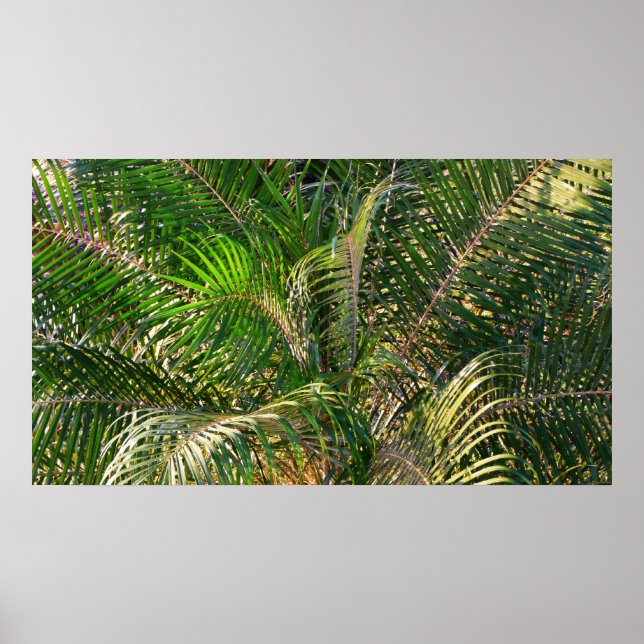 Poster Tropique des contours de palmiers clairs du couche (Devant)