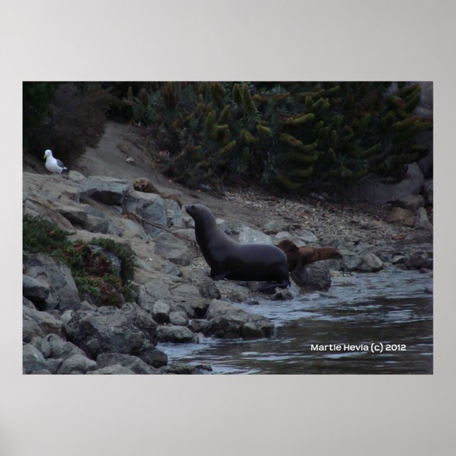 Poster Trou d'arrosage Monterey (Devant)